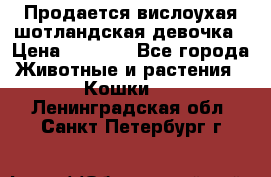 Продается вислоухая шотландская девочка › Цена ­ 8 500 - Все города Животные и растения » Кошки   . Ленинградская обл.,Санкт-Петербург г.